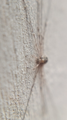 Dicranopalpus ramosus