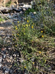 Erigeron petrophilus viscidulus