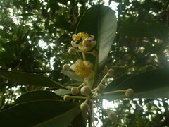Calophyllum inophyllum