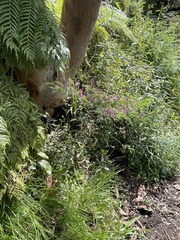 Indigofera australis
