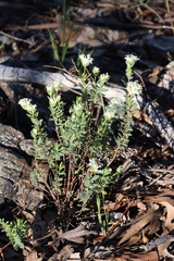 Pimelea humilis