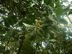 Calophyllum inophyllum