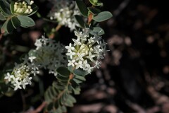 Pimelea humilis