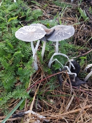 Coprinopsis lagopus