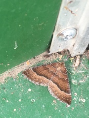 Larentia clavaria