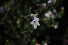 Philotheca verrucosa