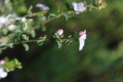 Philotheca verrucosa