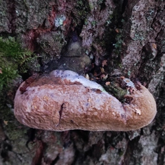 Phellinus alni