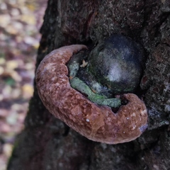 Phellinus alni