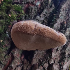 Phellinus alni