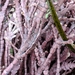 Coralline Algae - Photo (c) Alison Northup, some rights reserved (CC BY), uploaded by Alison Northup
