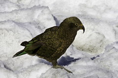 Nestor notabilis