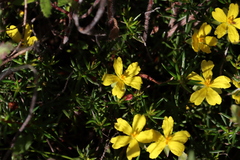 Hibbertia exutiacies