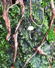 Mycena tenerrima