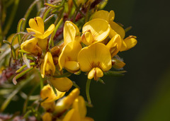 Pultenaea mollis