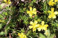 Hibbertia exutiacies
