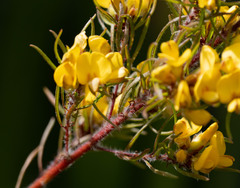 Pultenaea mollis