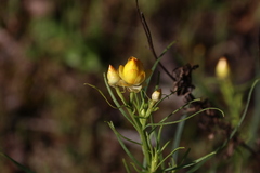 Xerochrysum viscosum