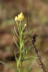 Xerochrysum viscosum