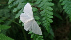 Scopula floslactata