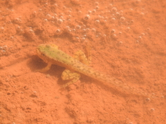 Pelophylax saharicus