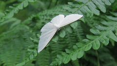 Scopula floslactata