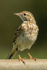 Anthus australis
