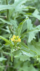 Sisymbrium officinale
