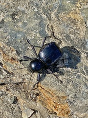 Moluris gibba