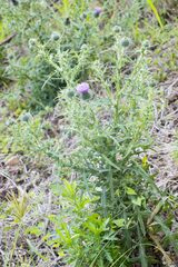 Cirsium vulgare vulgare