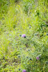 Cirsium vulgare vulgare