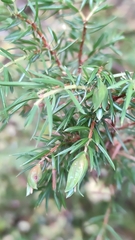 Oligotrophus juniperinus