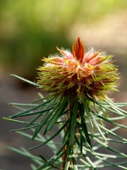 Pultenaea stipularis