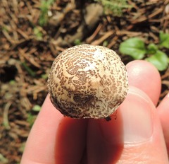 Verrucosporaceae