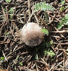 Verrucosporaceae