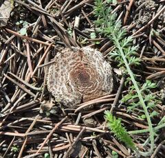 Verrucosporaceae
