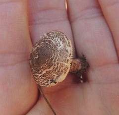 Verrucosporaceae