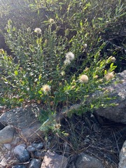 Brickellia greenei