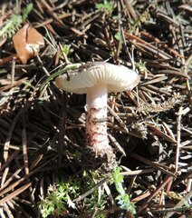 Verrucosporaceae