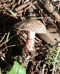 Verrucosporaceae