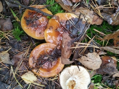 Cortinarius mucosus