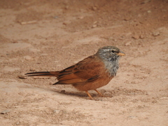 Emberiza sahari
