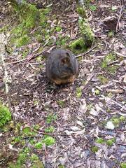 Thylogale billardierii