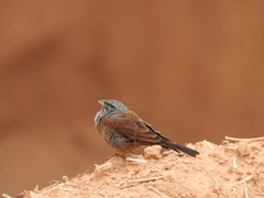 Emberiza sahari