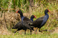 Porphyrio melanotus melanotus