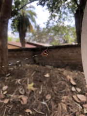 Gasteracantha sanguinolenta