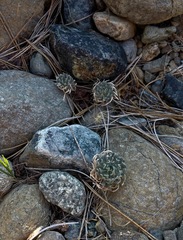 Brassicaceae