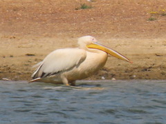 Pelecanus onocrotalus