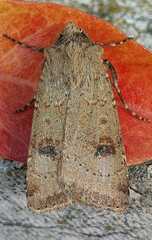 Agrotis trux