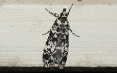 Scoparia exhibitalis